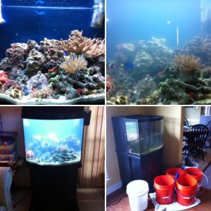 My Reef Aquarium