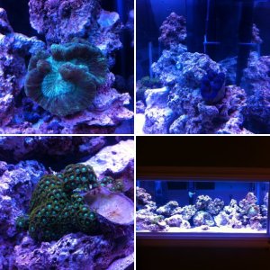 My tank- started April 17th 2012