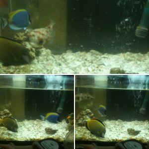 Qt tank puffer fish blue an brown powder tangs treating for ich with hypo Salinity