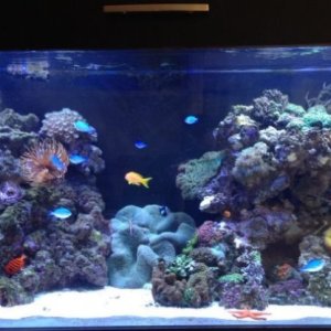 My 90 Gallon Reef