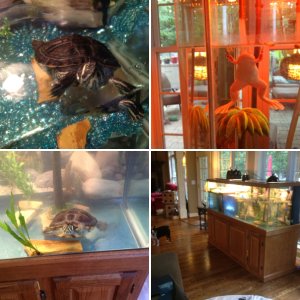Ike and Tina's aquariums