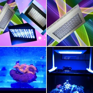 My LED,My Tank & My Corals