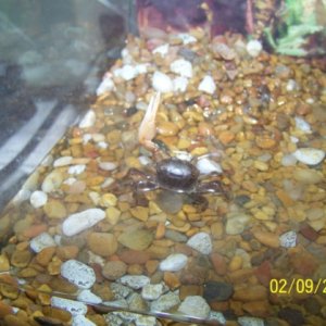 Fiddler Crab in 3 Gallon Wet/Dry