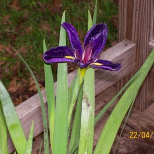 A Louisiana black iris.