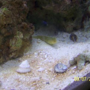 Yellow Watchman Goby *R.I.P.*