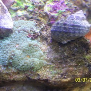 Ricordia Mushrooms and Turbo Snail