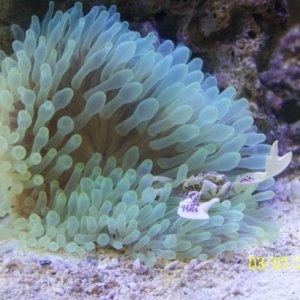 Bubble Tip Anemone with Anemone Crab
