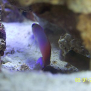 Firefish and Goby In Cave