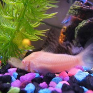 Aww... One of my Albino cories and my Syno sharing an algae wafer.