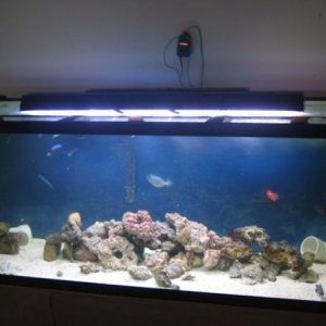 210 gallon. 2 months old now. We have a good amount of fish on it now but they seemed cameras shy. but we have 3 types of tangs. Koran angel, Puffer, 