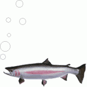 animated fish