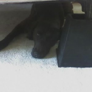 Cocoa hiding under the bed