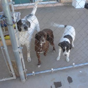 From left to right Roly (Dalmatian / Australian Shepherd) and Baci and Zoe (mix of Roly and a cocker spaniel)