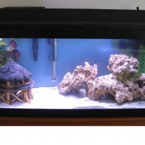 Still cycling / 20 gallon saltwater system...I want a fish already!!!
