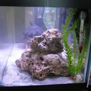 Live Rock.  Once mature, my tank will get some live plants and maybe coral