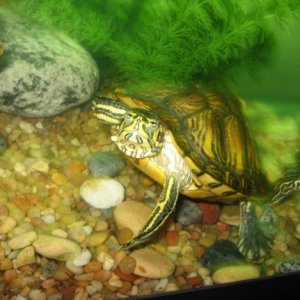 this is lil'mister he was the size of tid-bit just last summer. sabashtian is in the far edge of photo i got him last 5/16/07 and turtle bug is camera