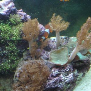 Derasa Clam - Kenya Tree Coral - Star polyps