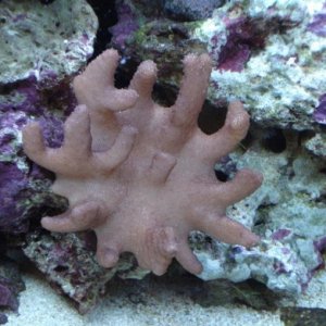 AQ Devil's Hand Coral   soft coral