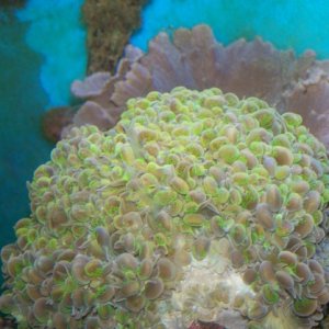 my favorite florescent green tented bubble coral