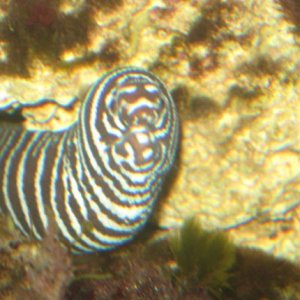 6-25-08 zebra eel