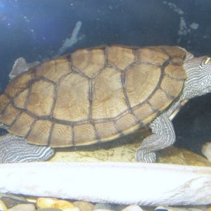 One or two turtles. We call them bert and ernie. They are so fun to watch. They like there pellets and shrimp and fresh veggies. ( turtles in tank of 