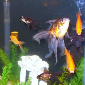Goldfish only tank. They are constantly on the move. They also share their tank with a dragon goby and two corys.