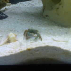 ' Ivry ' my emerald crab