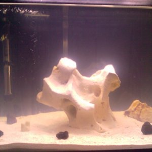 new rock in SW tank, 13 lbs, lime stone, ( the center piece )