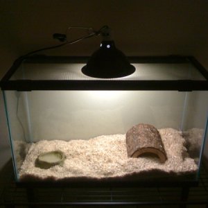 The Impetus. $1 per G sale at Petco. Snake needed a new home a year ago. She is very happy