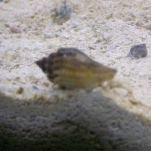 can anyone tell me wat this is i want to say its some type of conch it came from the florida keys its about a inch big right now and very very hardy t