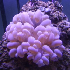 Bubble Coral started from Ebay frag.