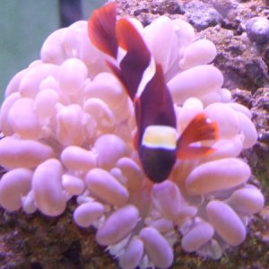 Our maroon clownfish hosting the bubble coral.  He also tries to host our plate coral.