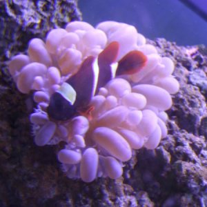 Another picture of our insane clownfish with the bubble coral.