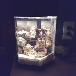 Mini Nano Reef stared on 10.12.2008