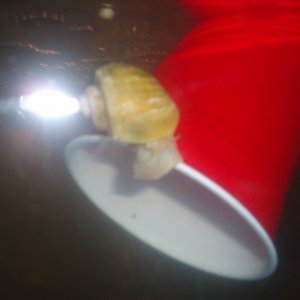 #1 mystery snail