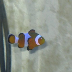 My camera shy ocellaris clownfish