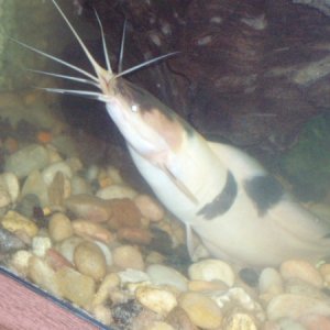 Claris catfish