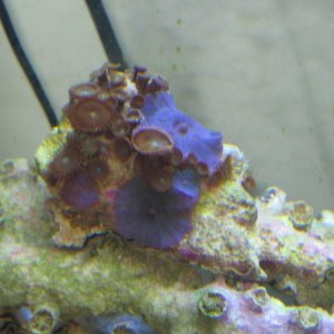 Purple mushrooms and polyps