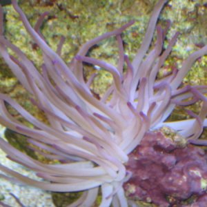 Long tentacle anemone after 3 wks.