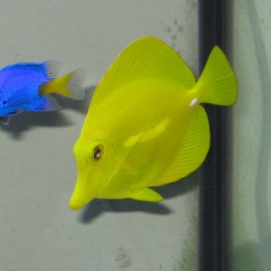 Yellow tang and yellow tale damsel posing for pics