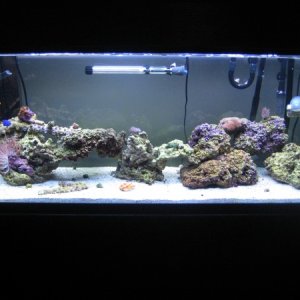 starting to look more like a reef