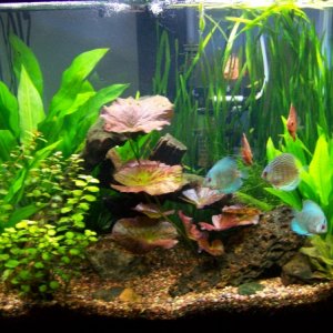 Full tank with discus