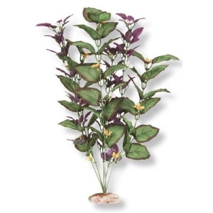51C5y26wy8L  SS500  Vibran Sea So American Rift Cluster Plant large
its tall and adds just a touch of color
amazon.com