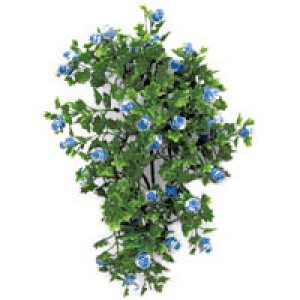P1066 Blue Clover Ivy
thatpetplace