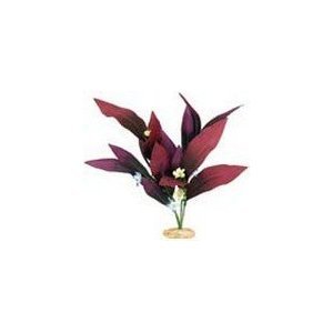 21c7iX 9FJL  SL500 AA300 African Sword Plant sm Plum This one is small and can fit on the terrace
Amazon.com