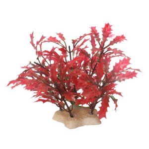 252704 thatpetplace Crimson water holly