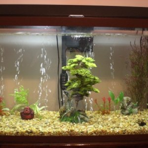 fish tank 003 (800x600)