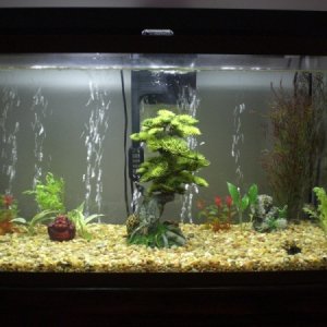 fish tank 019 (800x600)