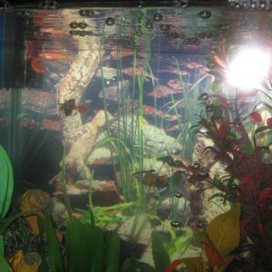 tetras, guppies and, glow fish