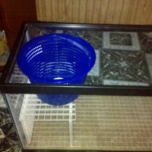 pool filter basket